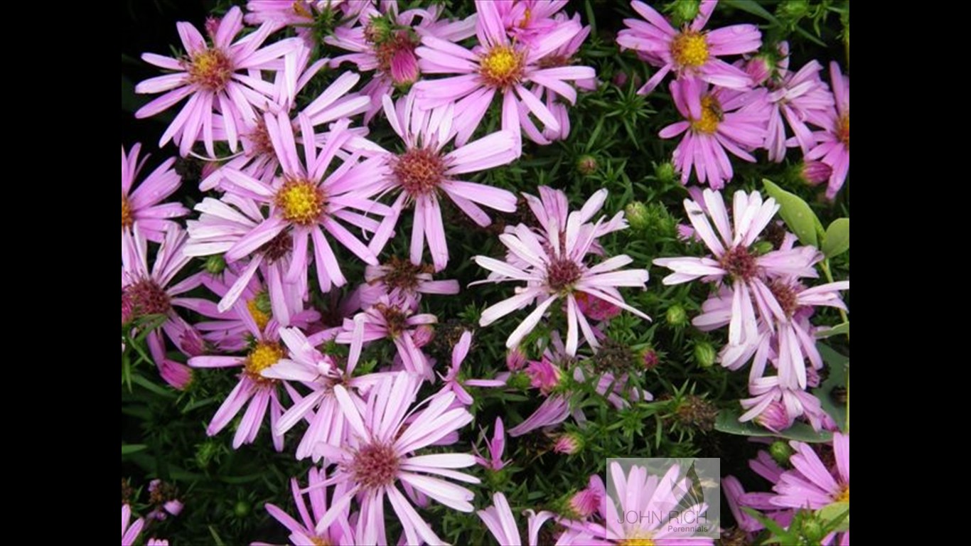 Aster 'Woods Pink'