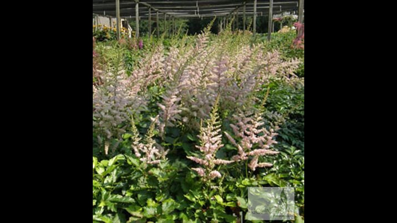 Astilbe chinensis 'Finale'
