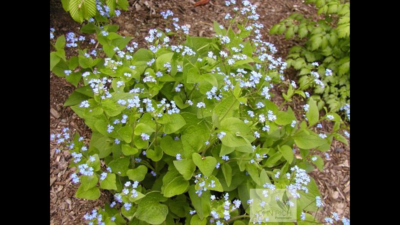 Brunnera macrophylla 'Blue'