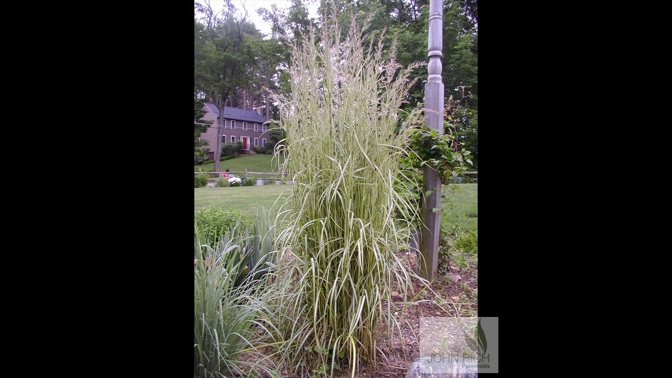 Calamagrostis acutiflora 'Eldorado'