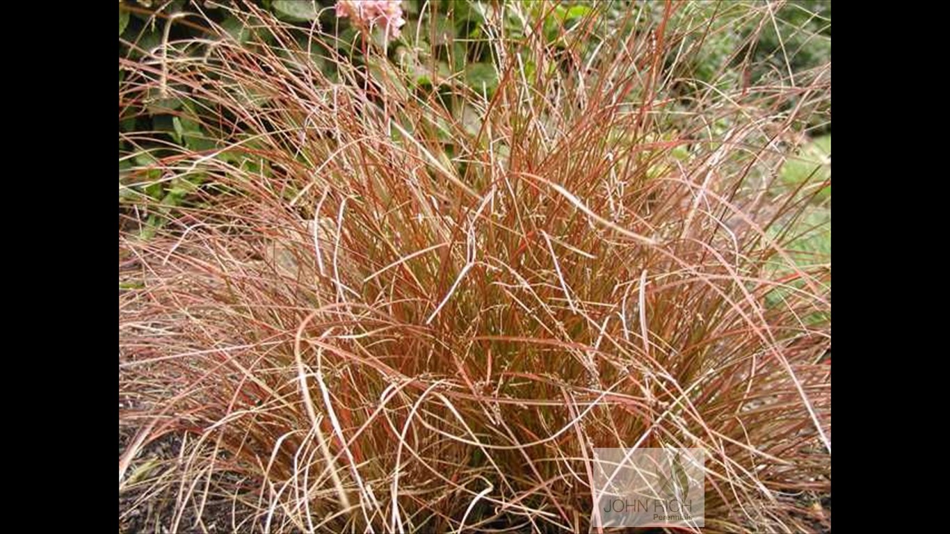 Carex tenuiculmis 'Cappuccino'