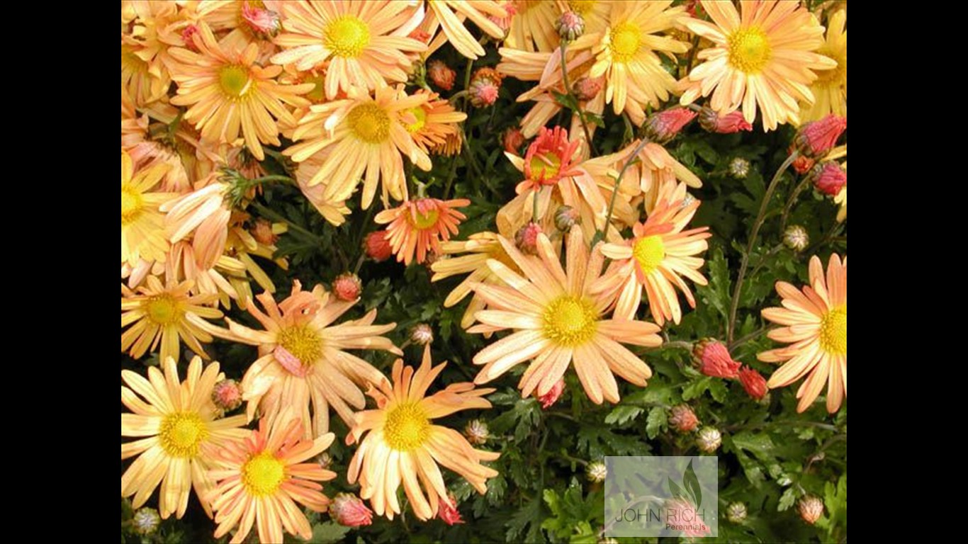 Chrysanthemum zwadskii 'Bolero'