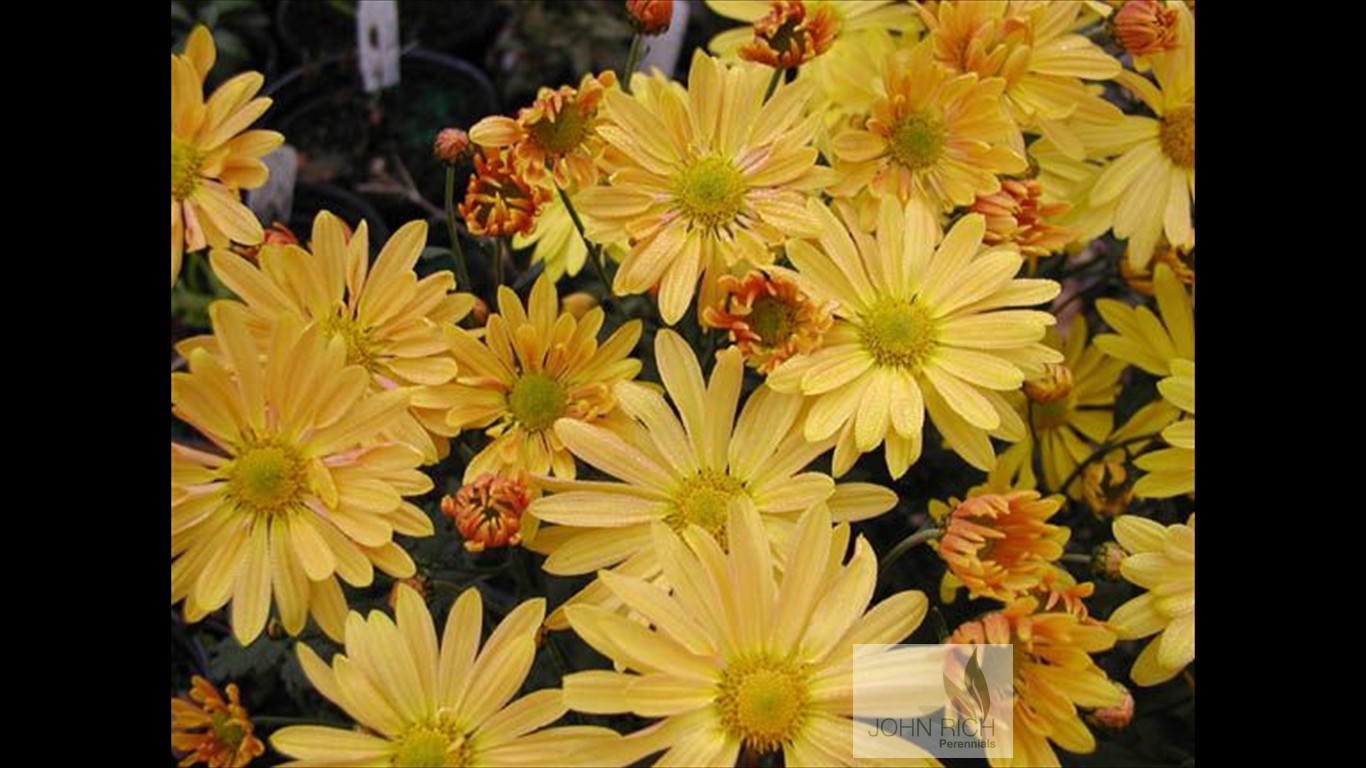 Chrysanthemum zwadskii 'Harmony'