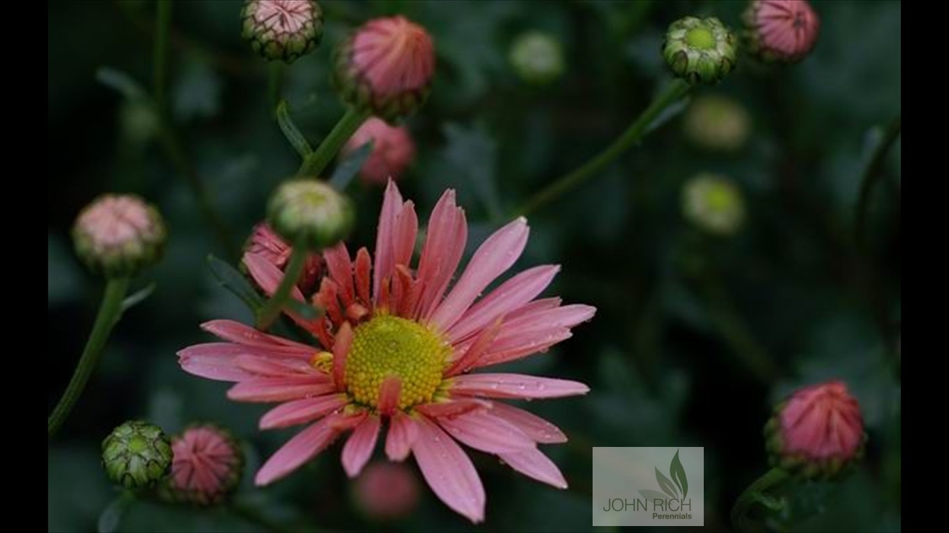 Chrysanthemum zwadskii 'Shefffield Pink'