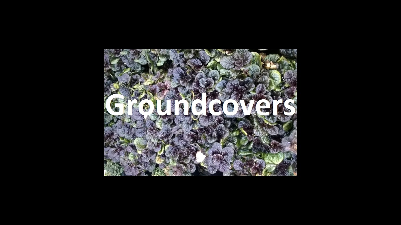 groundcovers