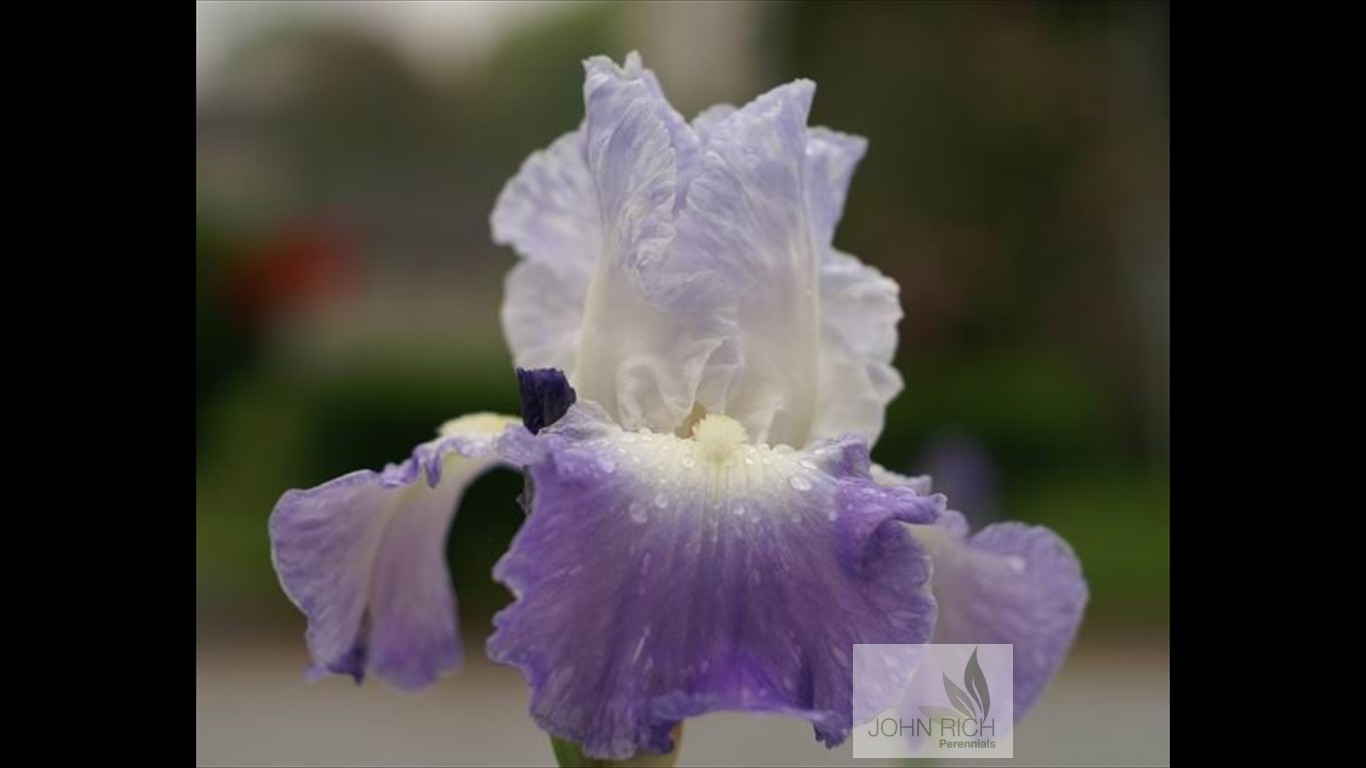 Iris germanica 'Clarence'