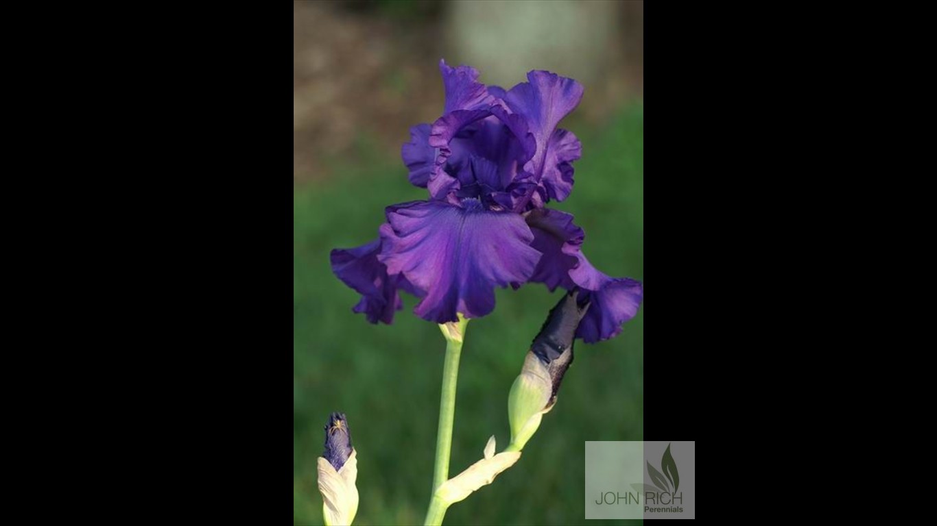 Iris germanica 'Dusky Challenger'