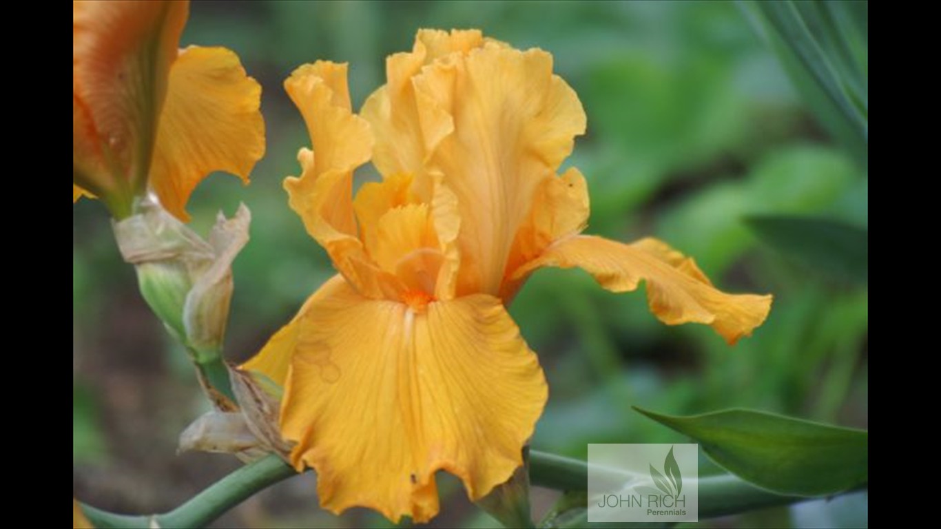 Iris germanica 'Firebreather'
