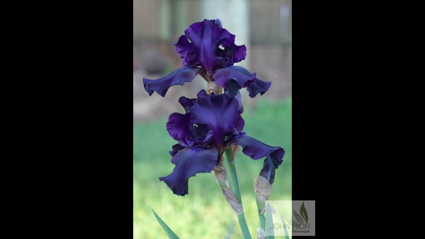 Iris germanica 'Superstition'
