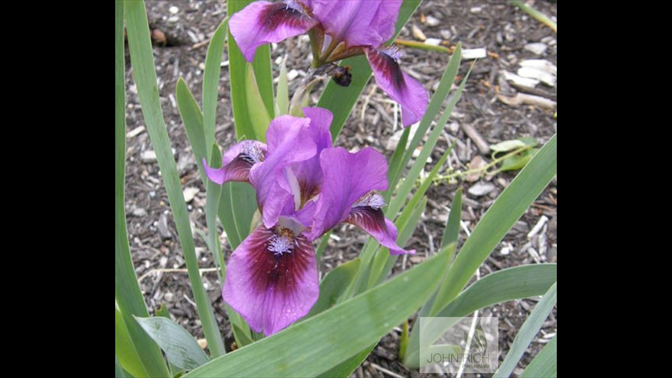 Iris pumila 'Light Sapphire'