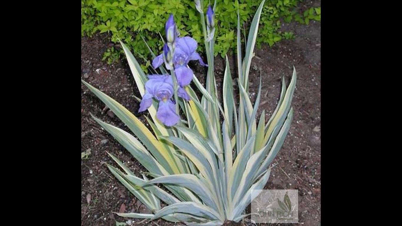 Iris pallida 'Varigata'