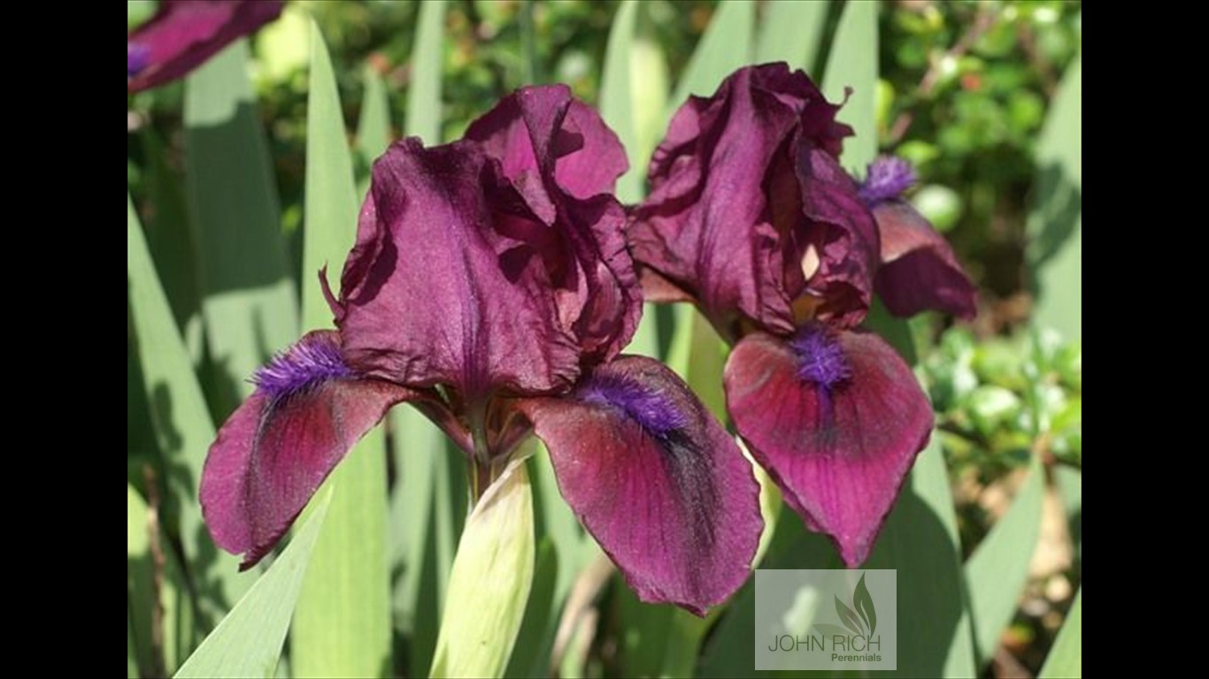 Iris pumila 'Cherry Gardens'