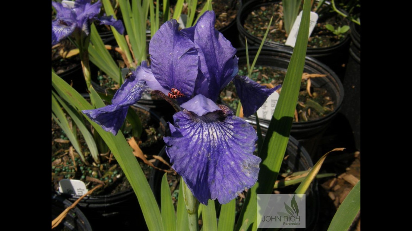 Iris sibirica 'Baby Sister'