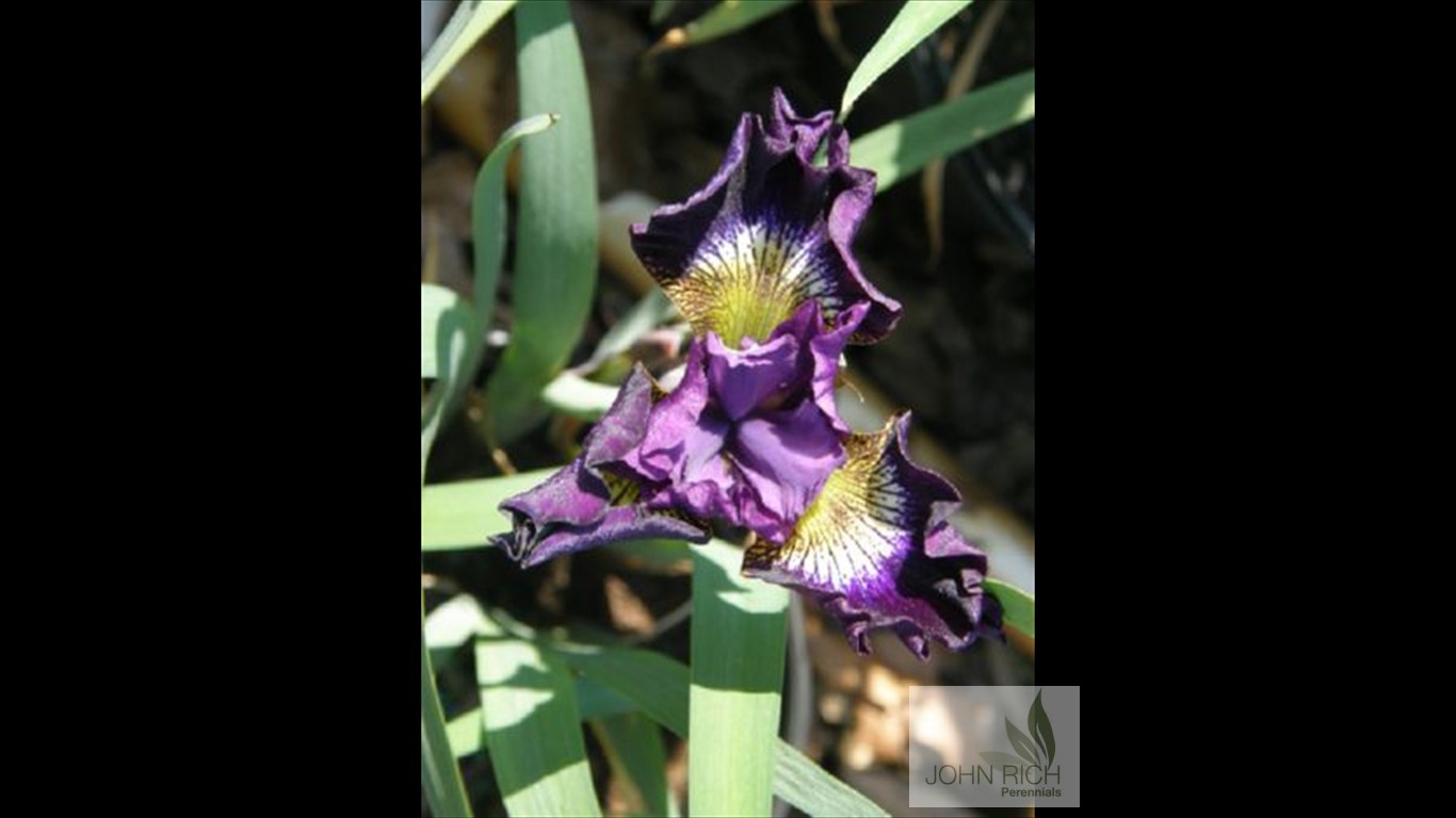 Iris sibirica 'Jewelled Crown'
