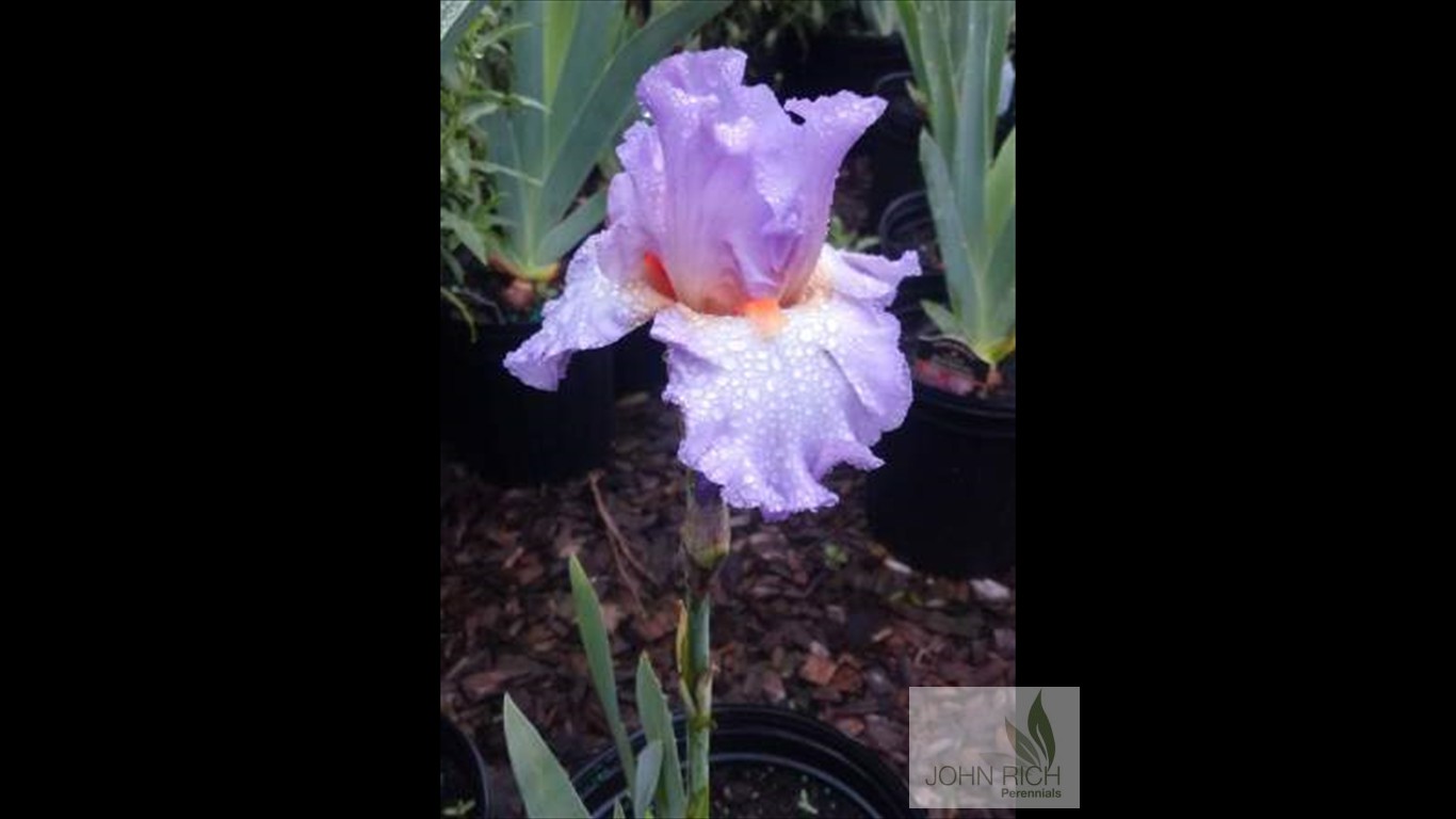 Iris germanica 'Mary Frances'