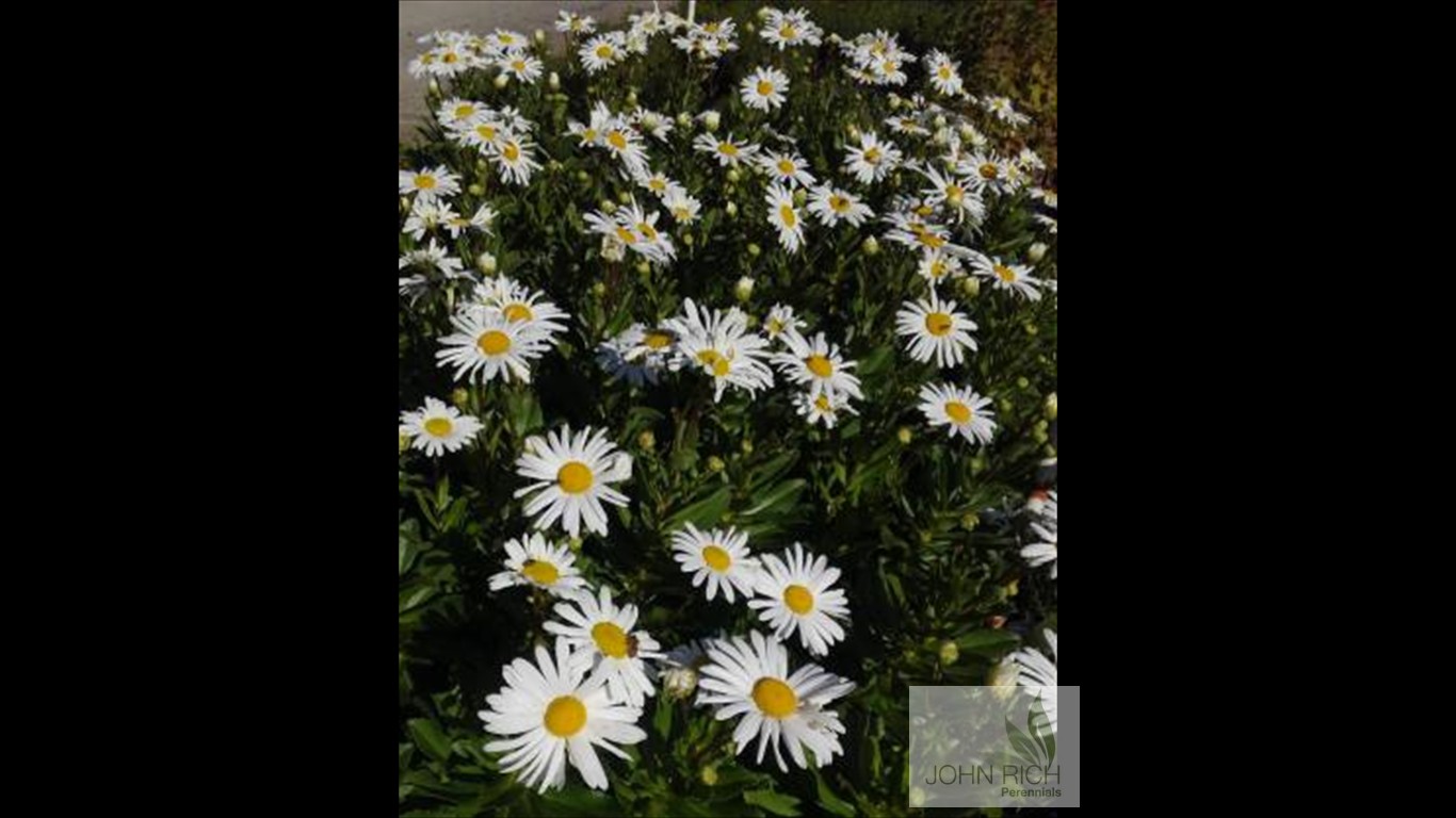 'Nipponanthemum nipponicum