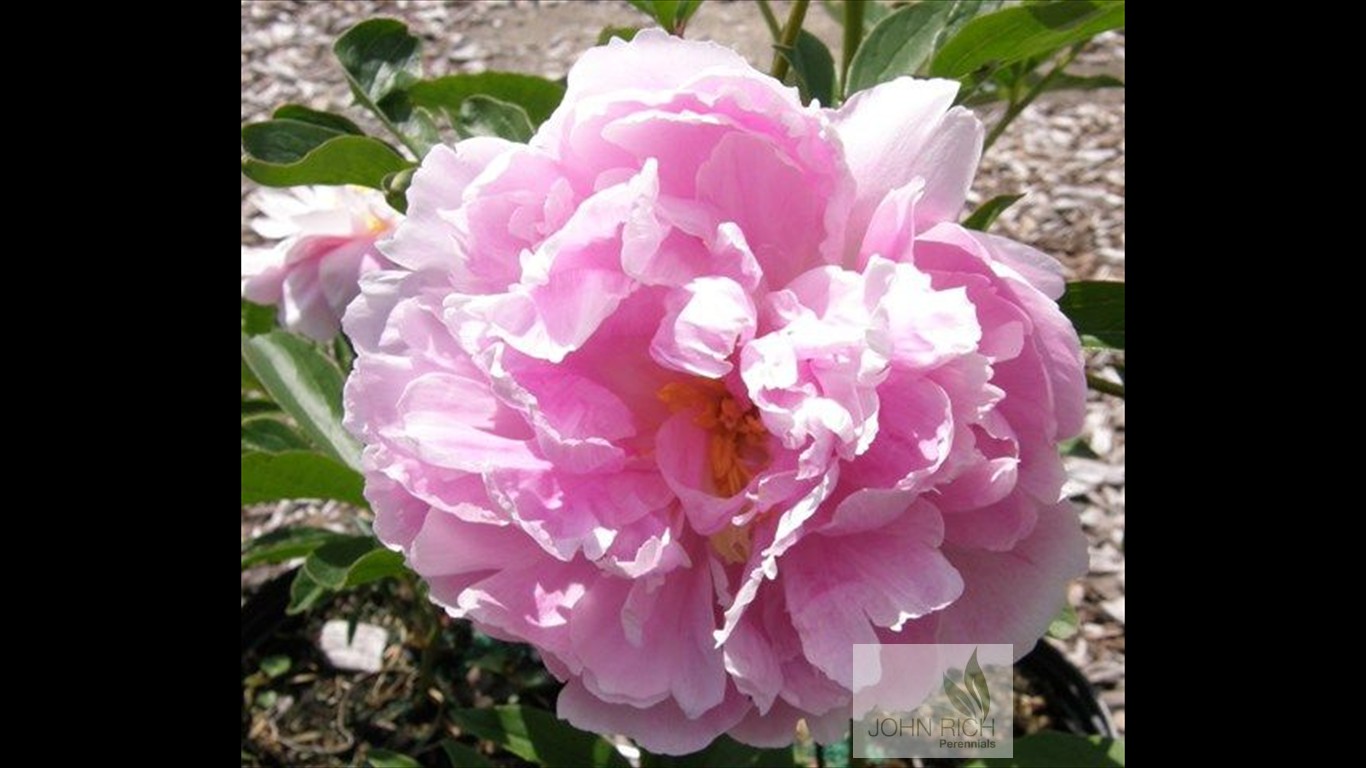 Paeonia 'Double Pink'
