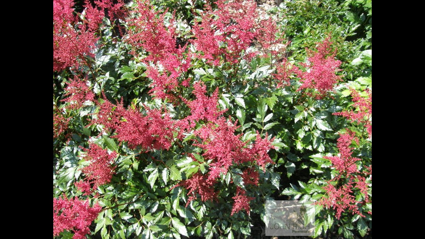 Astilbe japonica 'Red Sentinel'