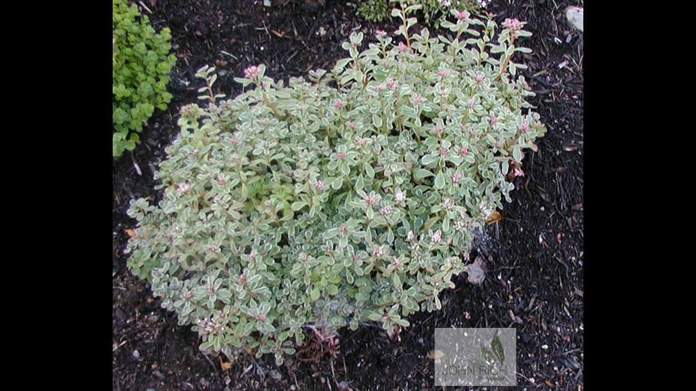 Sedum spurium 'Tricolor'