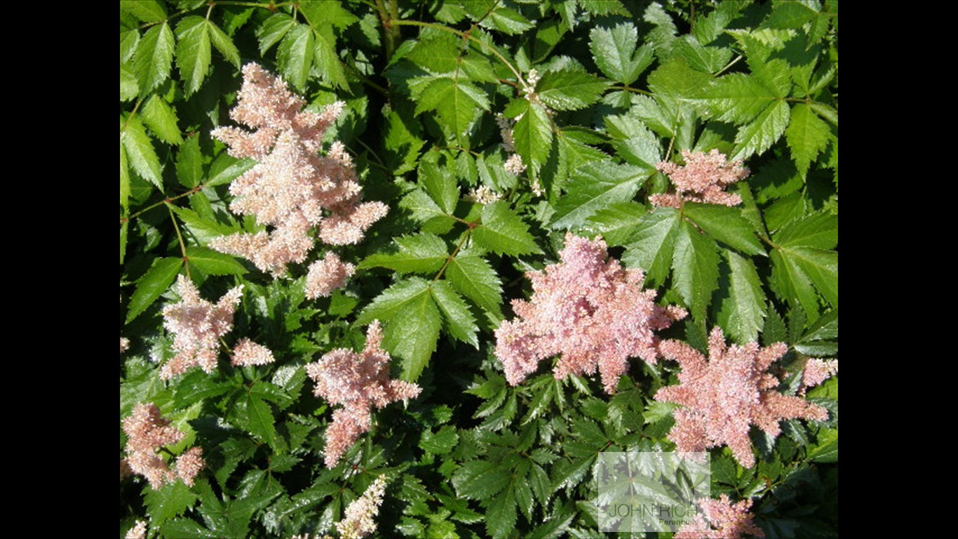 Astilbe arendsii 'Sister Theresea'