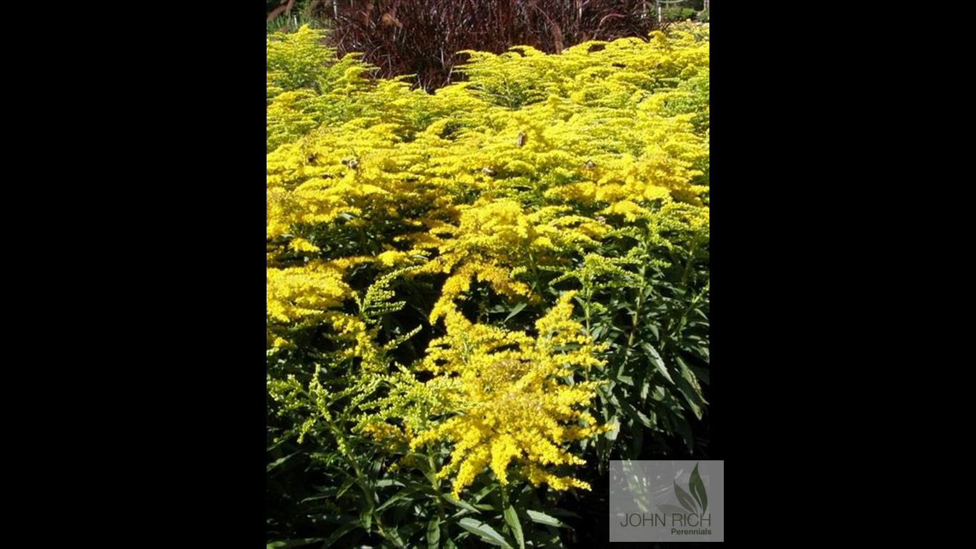 Solidago canadensis 'Crown of Rays'