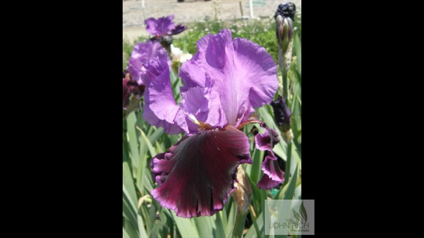 Iris germanica 'Violet Turner'
