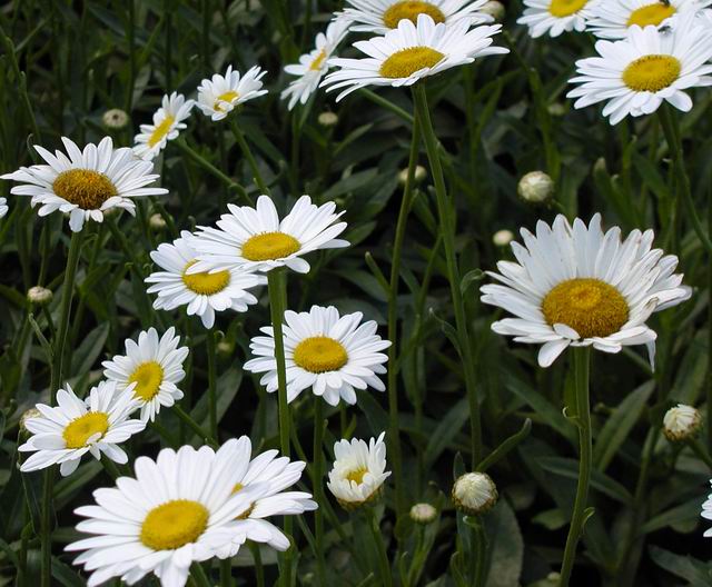 Leucanthemum superbum Becky