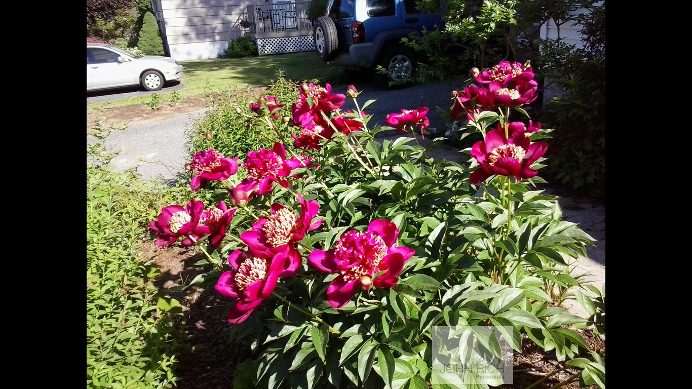 Paeonia 'Nippon Beauty'