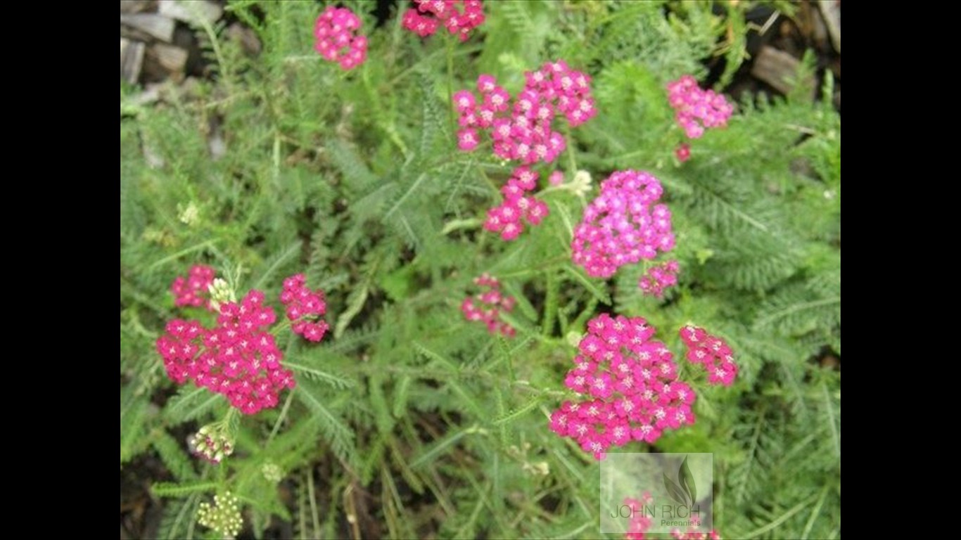 Achillea millefolium 'Red Beauty'