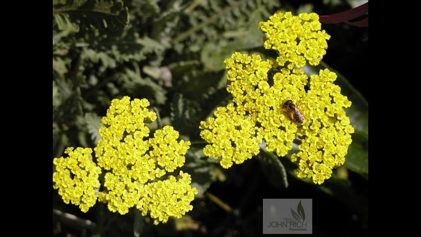 Achillea 'Moonshine'