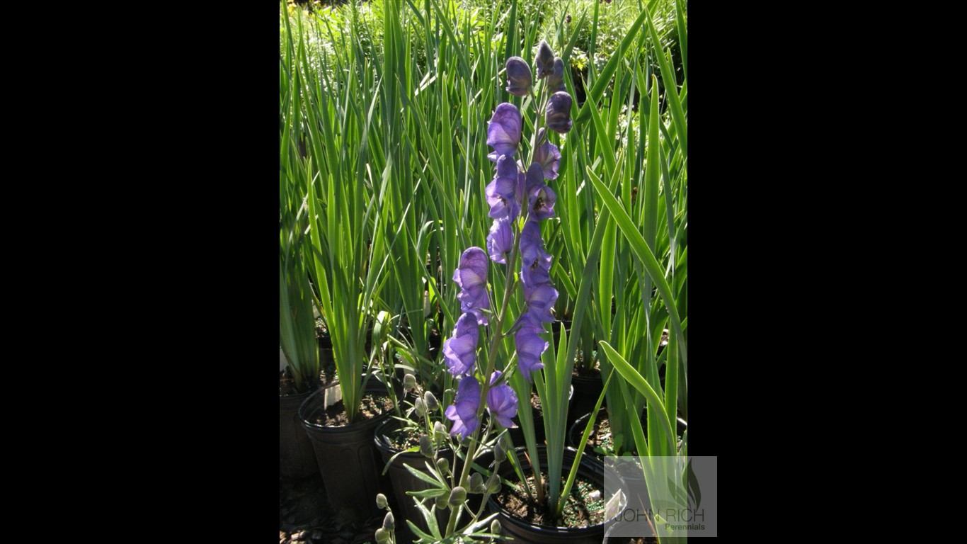 Aconitum 'Henryi Spark Variety'