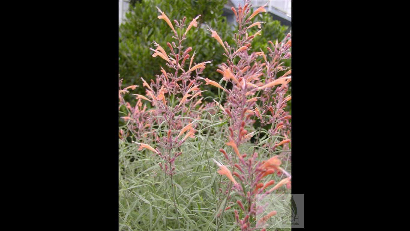 Agastache ruprestris