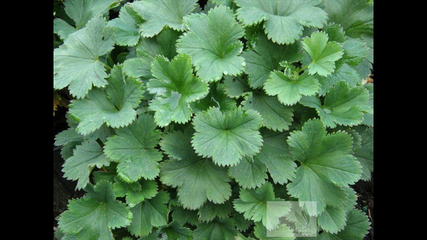 Alchemilla erythropdoa