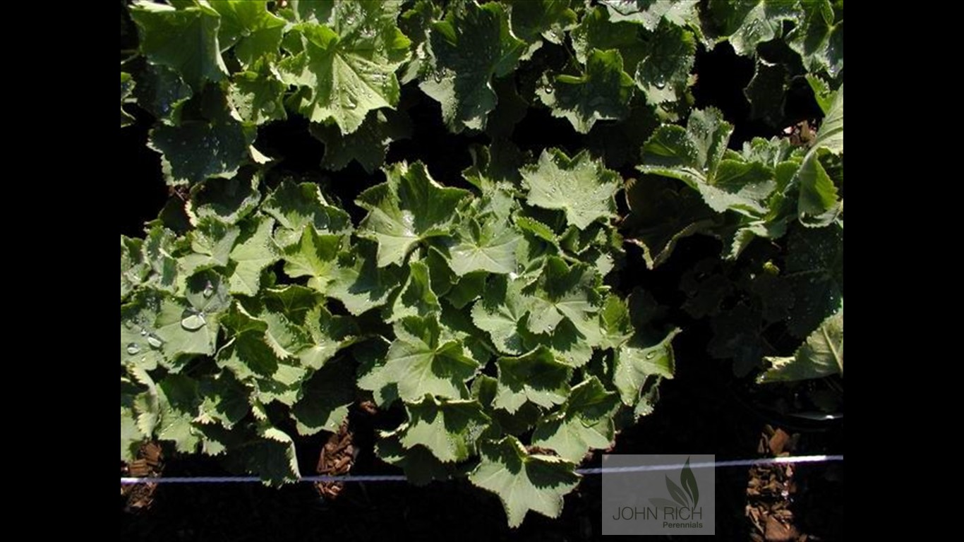 Alchemilla mollis