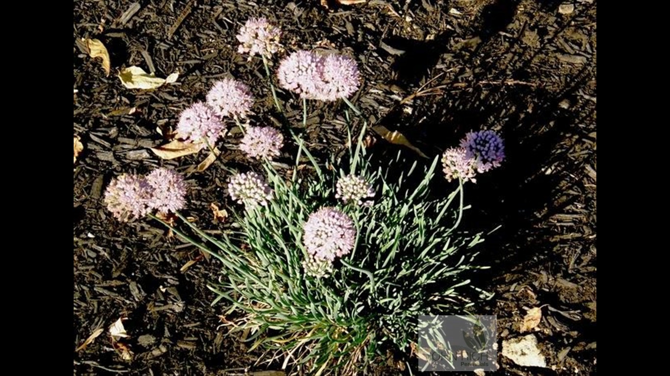 Allium senescens glaucum