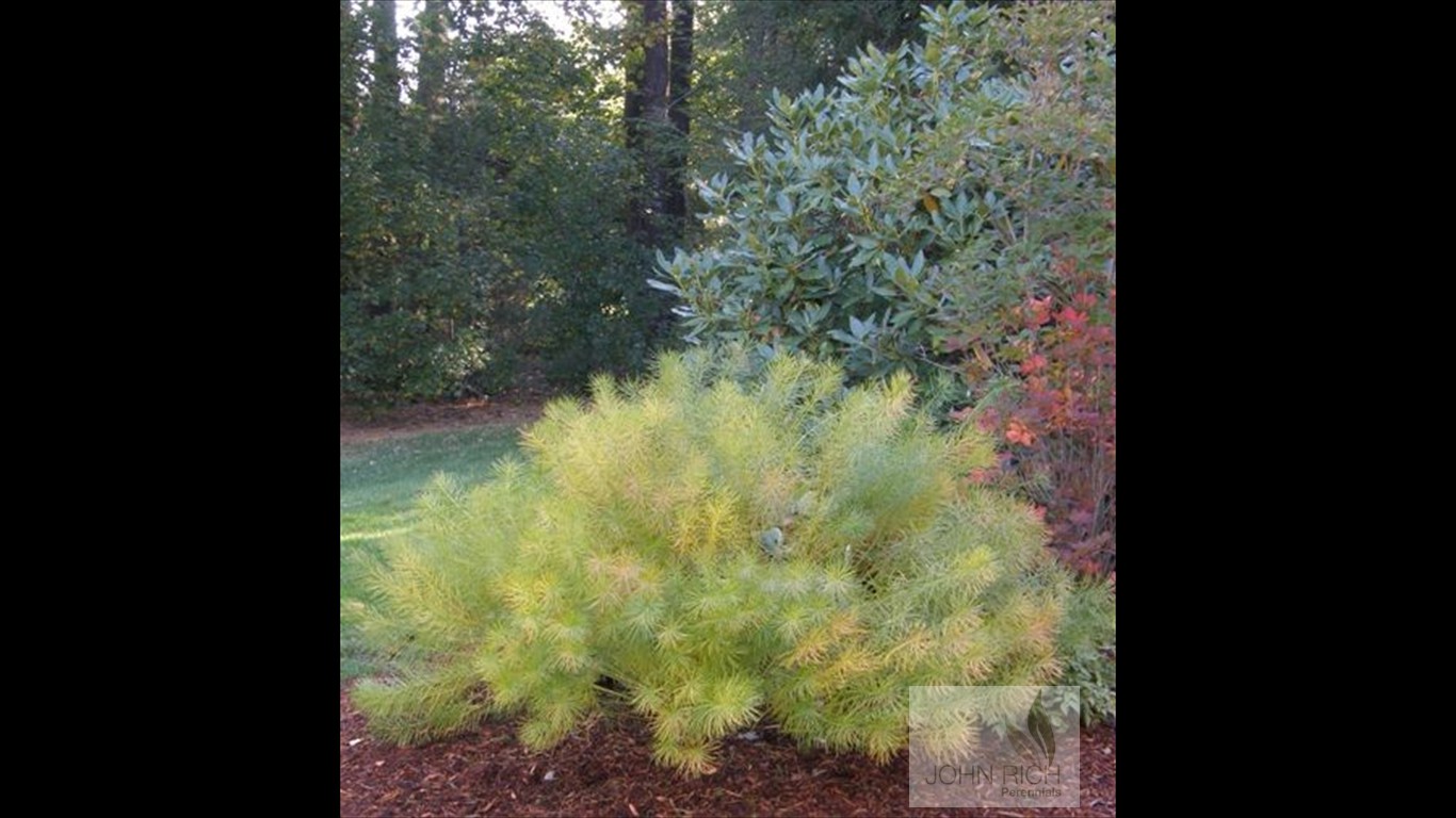 Amsonia hubrectii