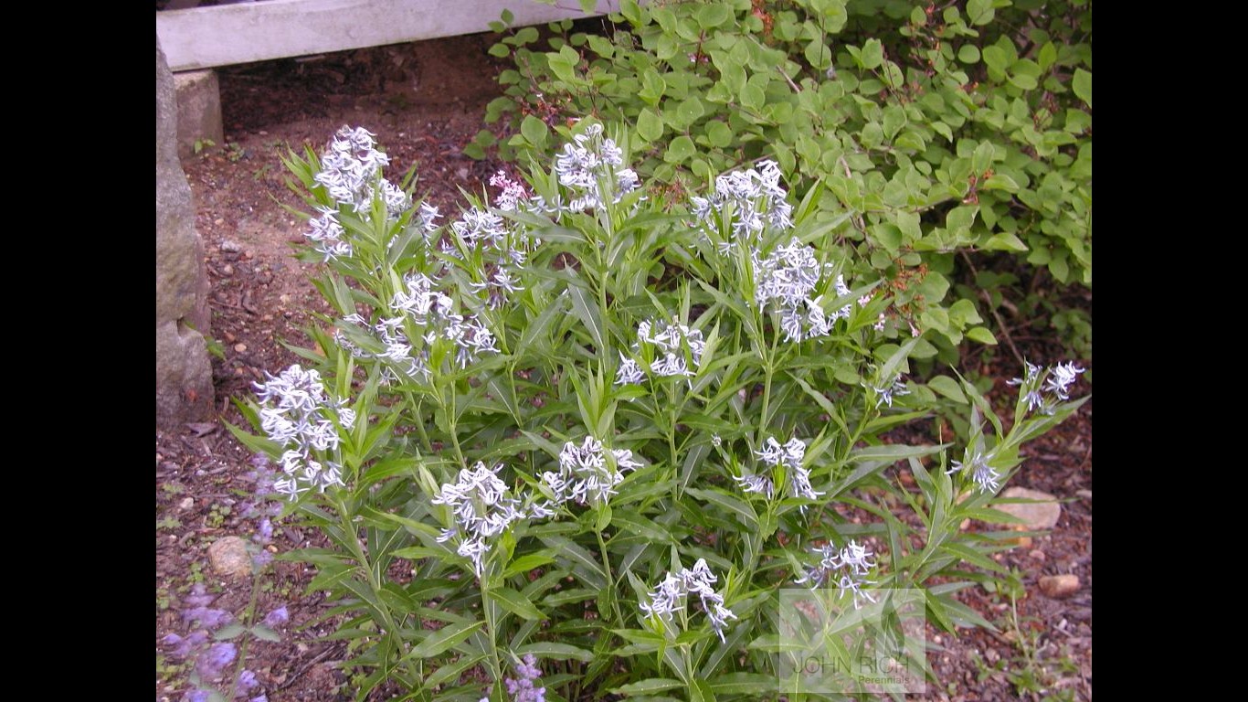 Amsonia tabernaemontana