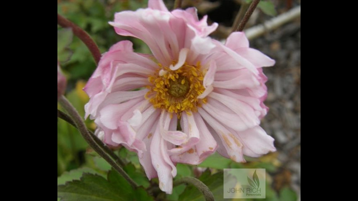 Anemone 'Queen Charlotte'