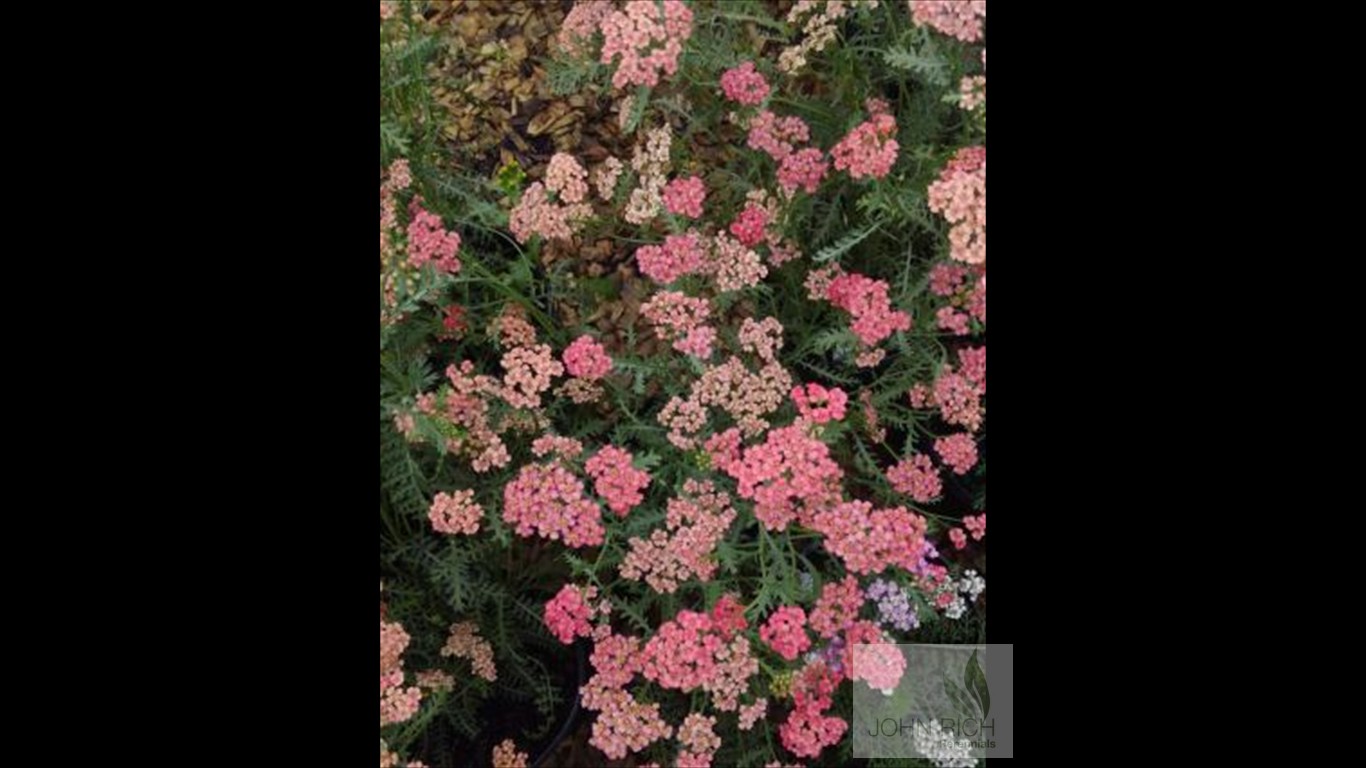 Achillea 'Apricot Beauty'