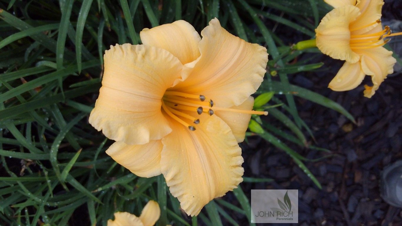 Hemerocallis 'Apricot Sparkles'