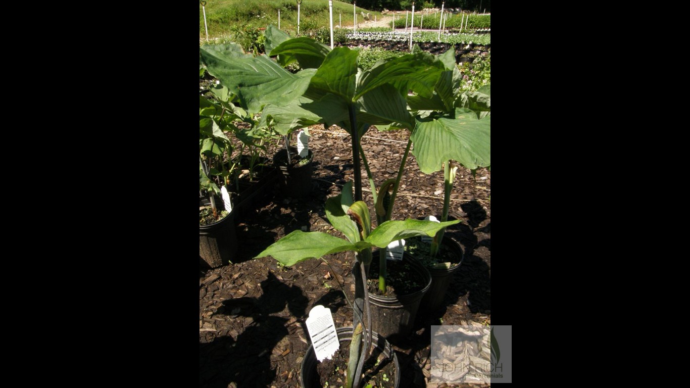 Arisaema triphyllum