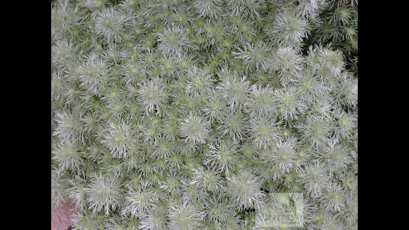 Artemisia schmidtiana 'Silver Mound'