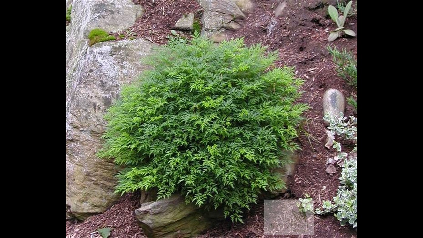 Aruncus aesthusifolius