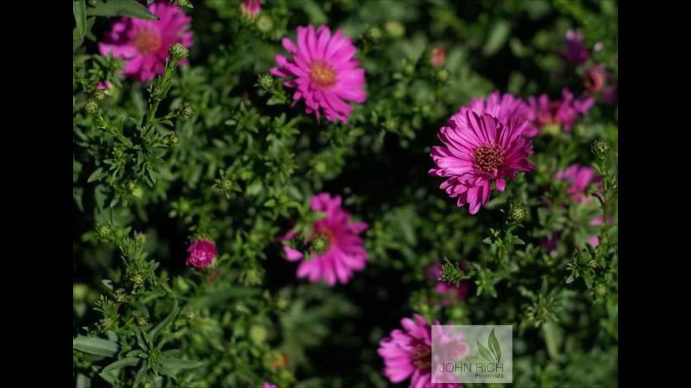 Aster 'Alert'