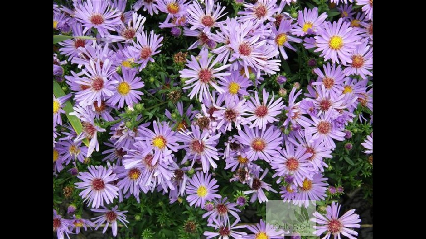 Aster 'Woods Blue'