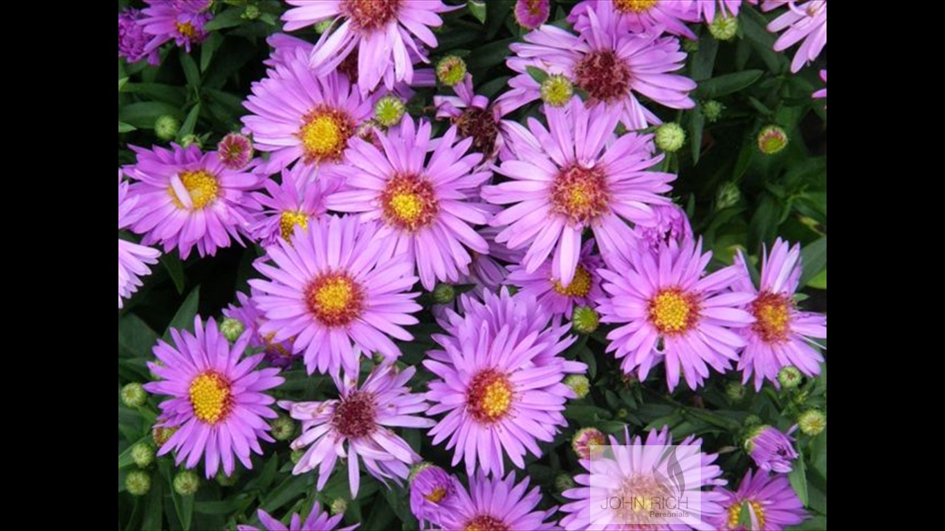 Aster 'Woods Purple'