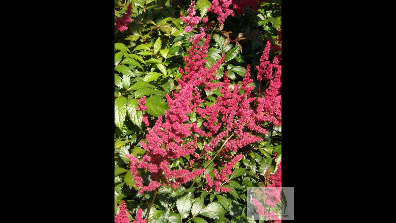 Astilbe arendsii 'Fanal'