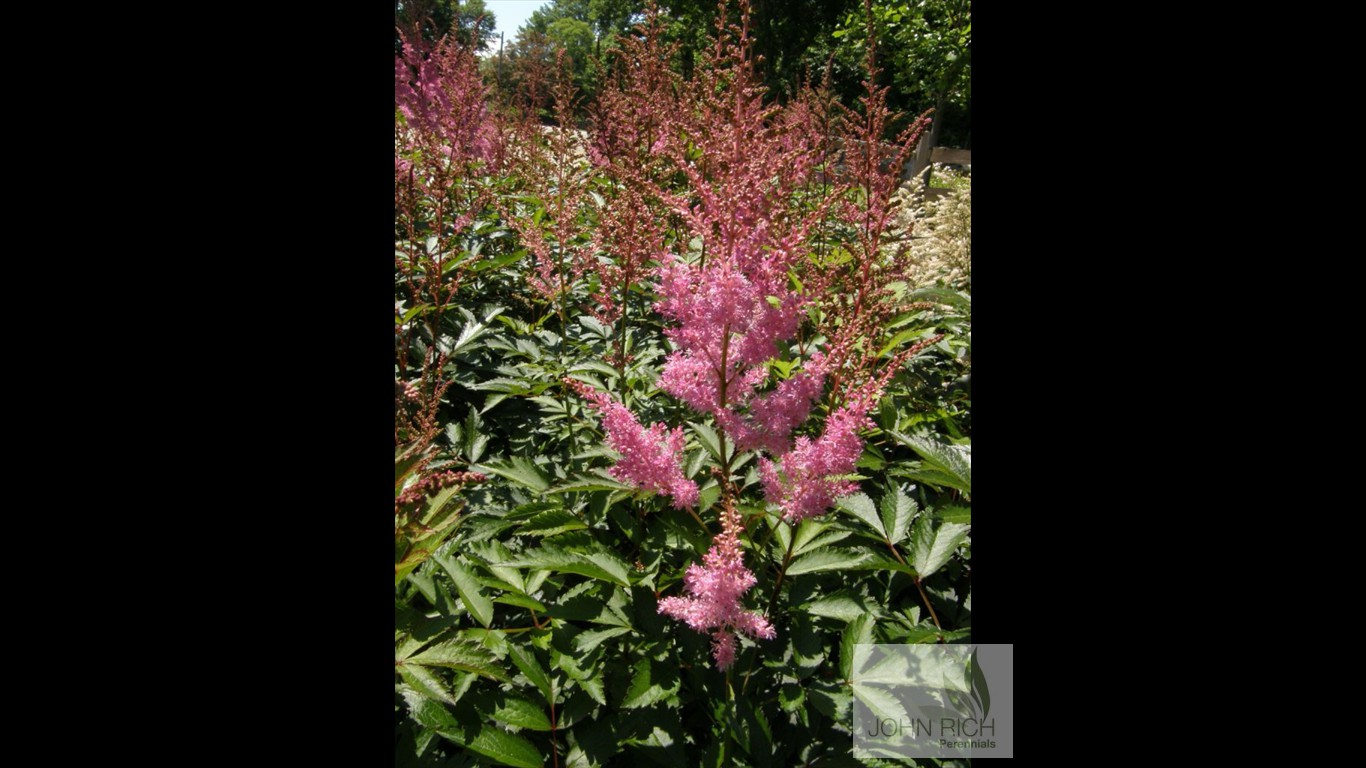 Astilbe arendsii 'Gloria Purpurea'