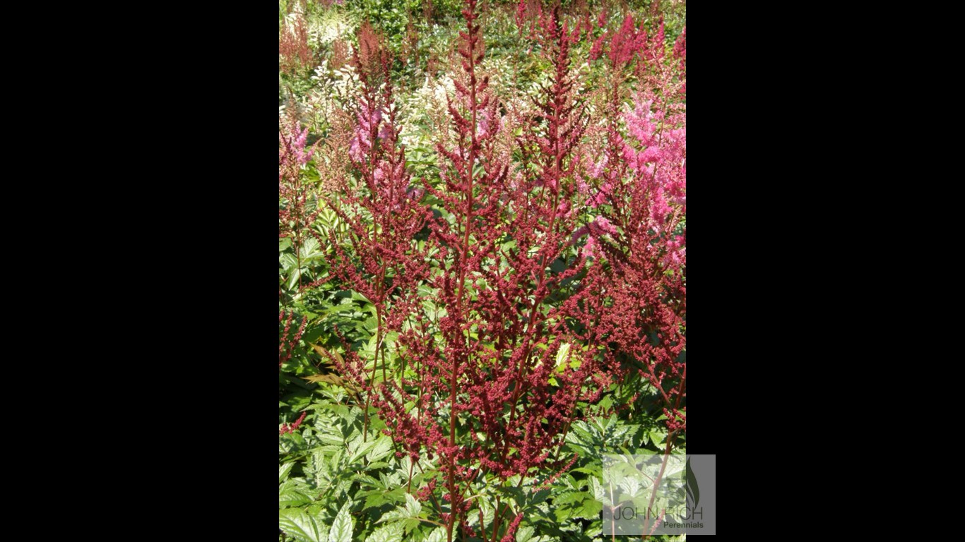 Astilbe arendsii 'Glut'