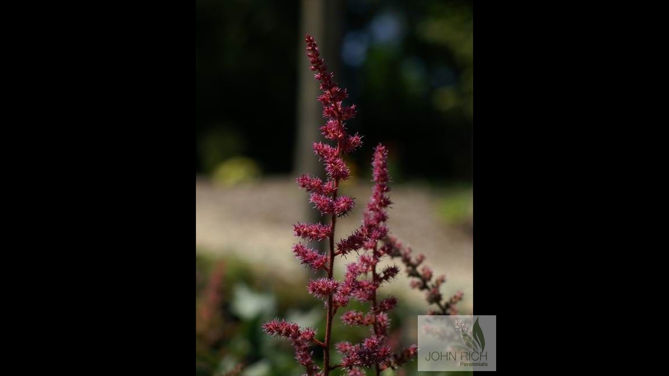 Astilbe chinensis 'Serenade'